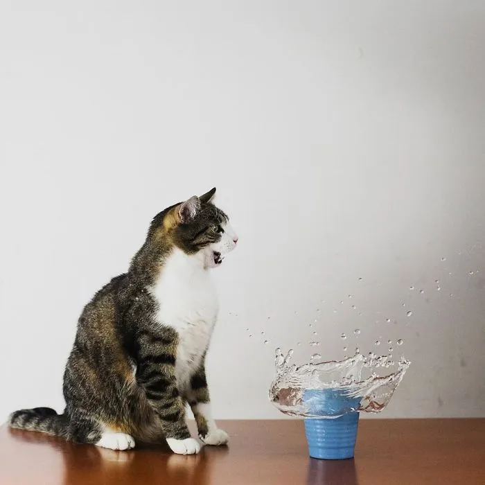 Here Are My Two Favorite Models - My Cats (30 Pics)