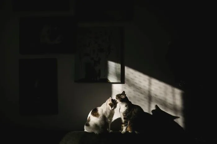 Les presento a mis dos modelos favoritos: mis gatos (30 fotos)