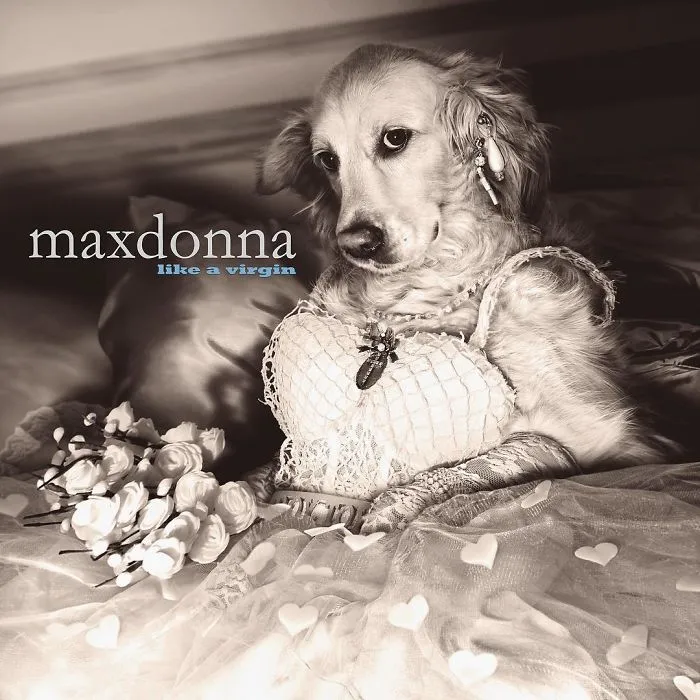 "Like A Virgin" Album Cover