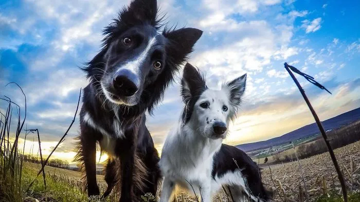Dog's Close Up!!