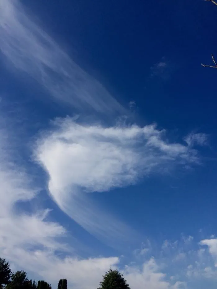 Morning Wing