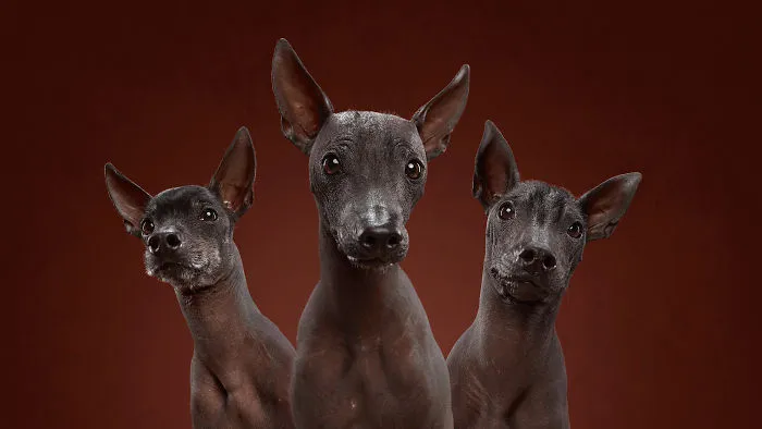 The Xolo Gang