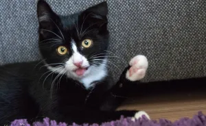 Cat With 100 Faces