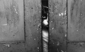 ‘Feline’ Observed