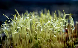 My Dad Captures The Beauty And Wonders In Tiny Things
