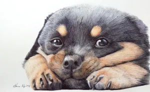 I Drew My Pet Rottweiler In Ballpoint Pens