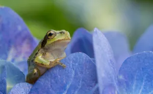 I Travel Around Japan To Photograph Tree Frogs On Hydrangeas