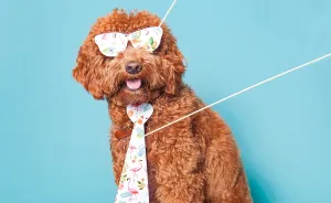 Hilarious Dogs In A Photo Booth (With Funny Props!)