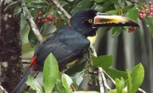 Crazy Animals We Saw In South America (Part 2)