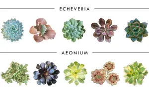 10 Different Genuses Of Succulents