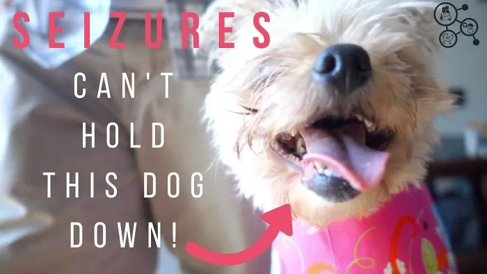 Dog Who Suffers From Seizures Finally Gets Help To Control Them