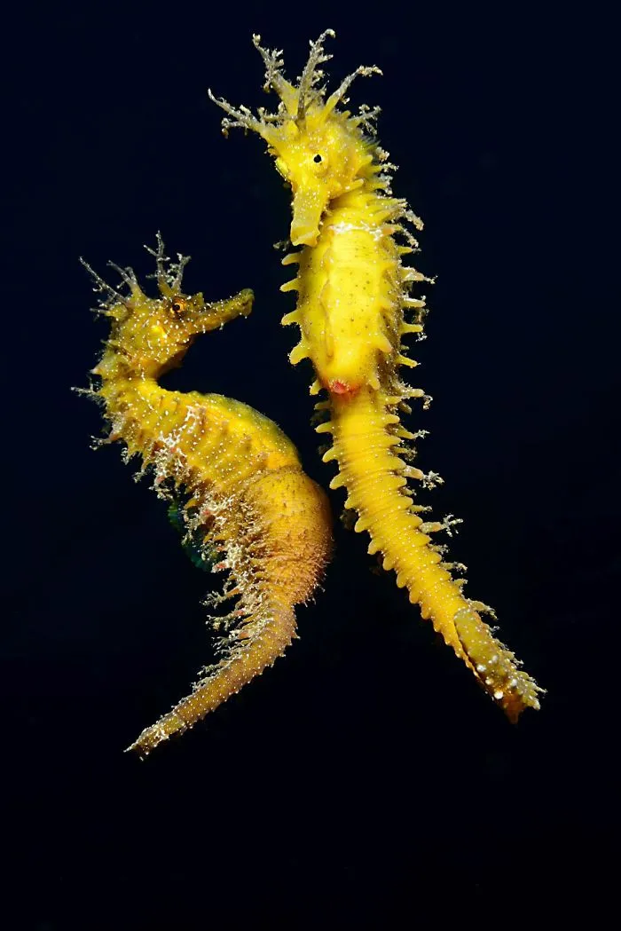 Behaviour Category: "Hyppocampus Guttulatus Coupling Dance" By Adriano Morettin, Italy