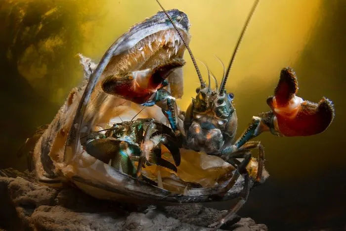 Behaviour Category: "Attack" By Mika Saareila, Finland