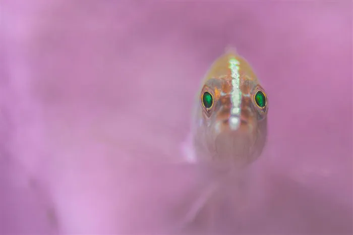 Portrait Category: "Pretty In Pink" By Nicholas More, UK