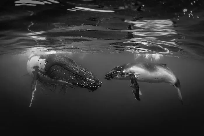 Black & White Category: "The Talk" By Rodney Bursiel USA