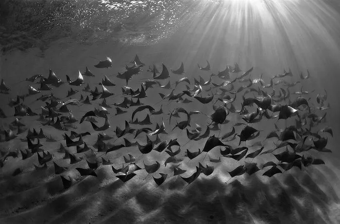 Black & White Category: "Morning Flight" By Filippo Borghi, Italy