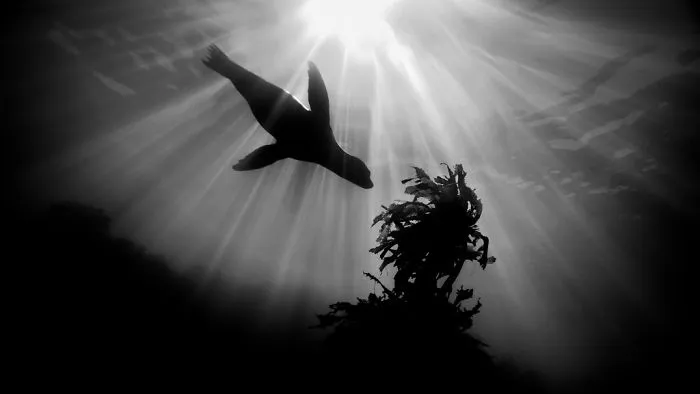 Black & White Category: "Seal" By Sylvie Ayer, Switzerland