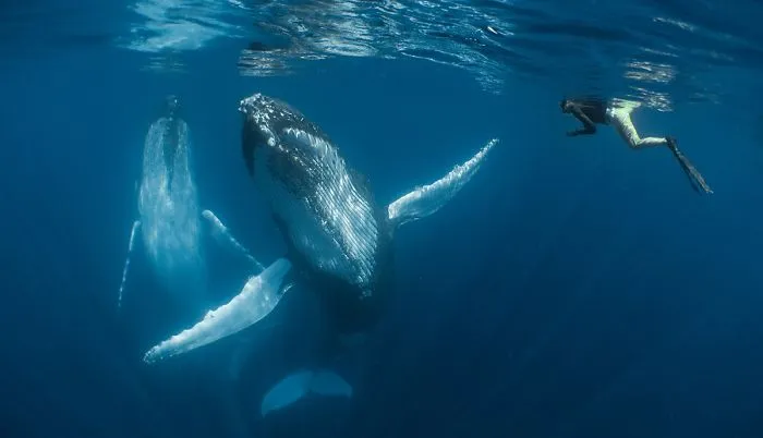 Compact Category Winner: "Dancing With The Giants" By Simone Matucci, New Zealand