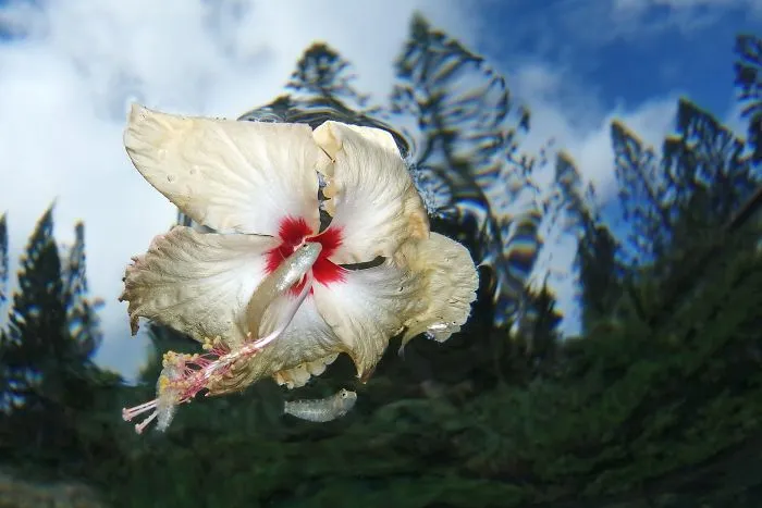Compact Category Runner Up: "Flower Power" By Jack Berthomier, New Caledonia