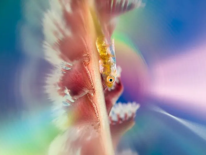 Compact Category Third: "Frogfish Illusion" By Ipah Uid, Malaysia