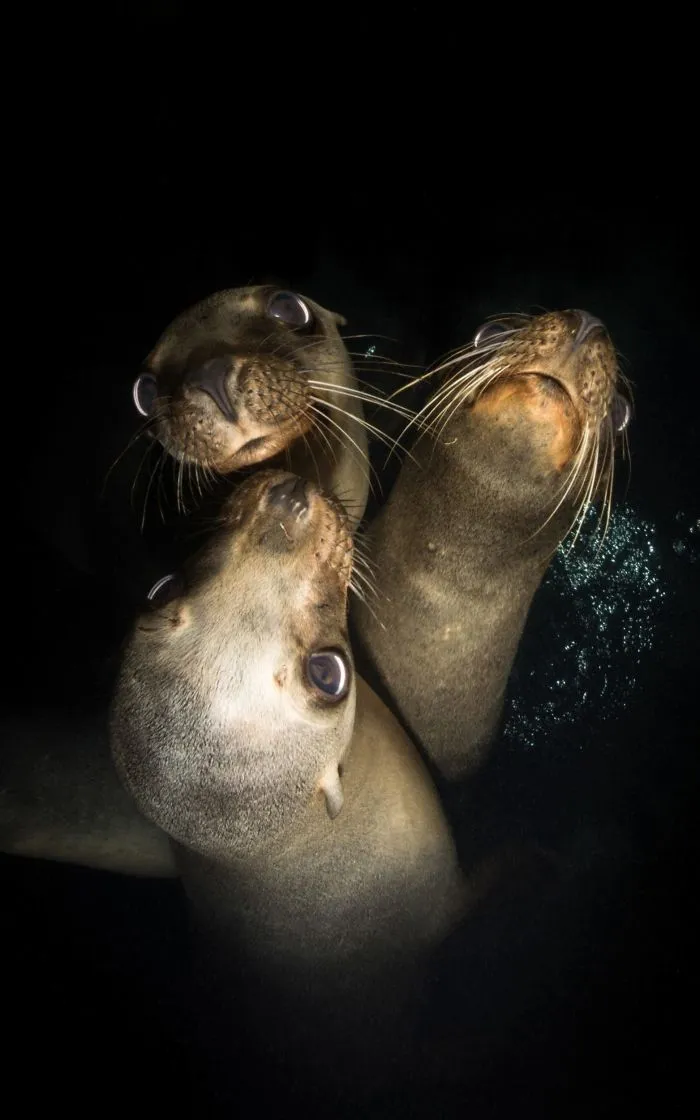 Compact Category: "Tres Amigos" By Sarah Vasend, USA