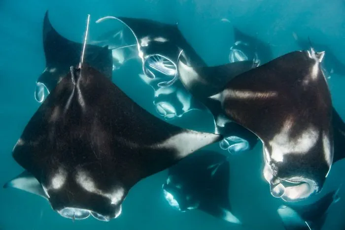Compact Category: "Manta Frenzy" By Ali Shujau, Maldives