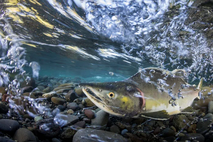Up & Coming Category: Third "Migration" by Austin Ferguson, USA