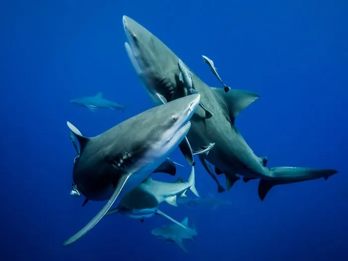 Up & Coming Category: "Synchronised Ballet Of Bull Sharks" By Sylvie Ayer, Switzerland