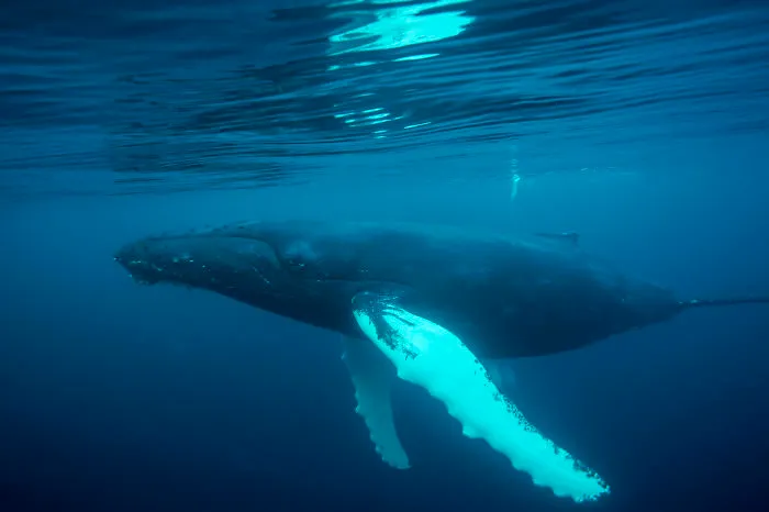 British Waters Wide Angle Category: "Humpback Whale" By Richard Shucksmith, UK