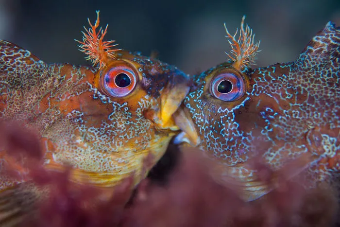 British Waters Macro Category Winner: "Battle Of The Tompots" By Henley Spiers, UK