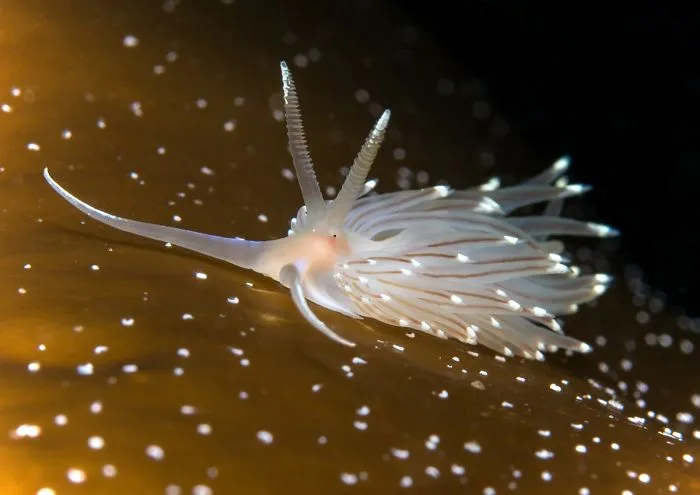 British Waters Macro Category: "Nudibranch Across The Kelp" By Trevor Rees, UK