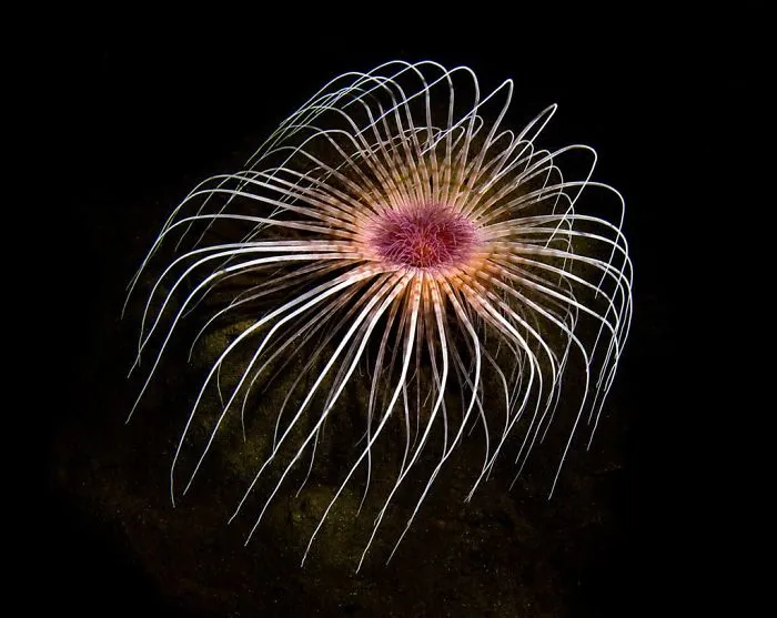 British Waters Macro Category: "Firework Fountain" By Cathy Lewis, UK