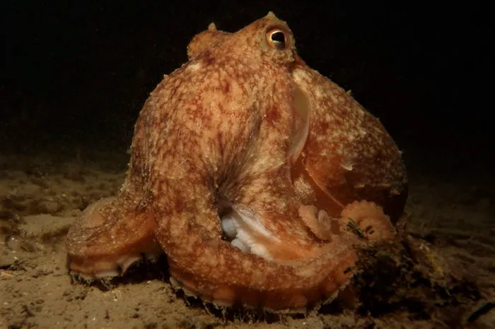 British Waters Compact Category: "Octopus Vulgaris" By Guy Mitchell, UK