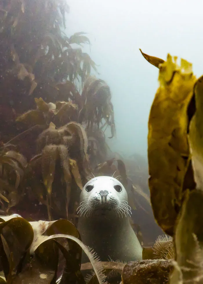 Behaviour Category:'turtle & Friends' By Henley Spiers, UK
