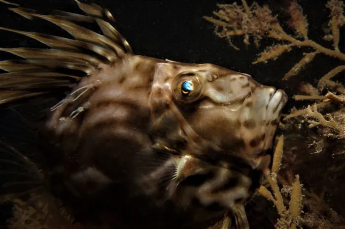 British Waters Compact Category: "Out of the Darkness" By Guy Mitchell, UK
