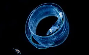 The Winners Of The 2018 Underwater Photographer Of The Year Contest Will Take Your Breath Away