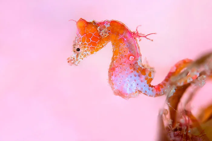 Macro Category: "Pretty Lady" By Tianhong Wang, China