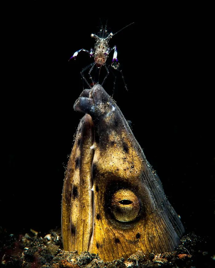 Macro Category: "Black-Saddle Snake Eel" By Marchione Dott. Giacomo, Italy