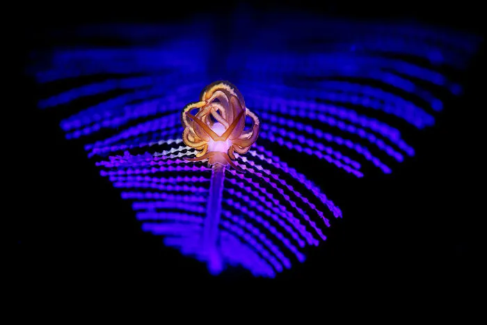 Macro Category: "Blue Nudibranch" By Ace Wu, Taiwan