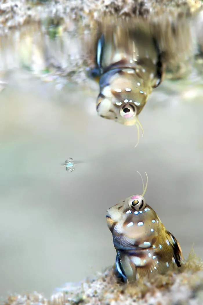 Macro Category: "Bubble" By K.zhang, China