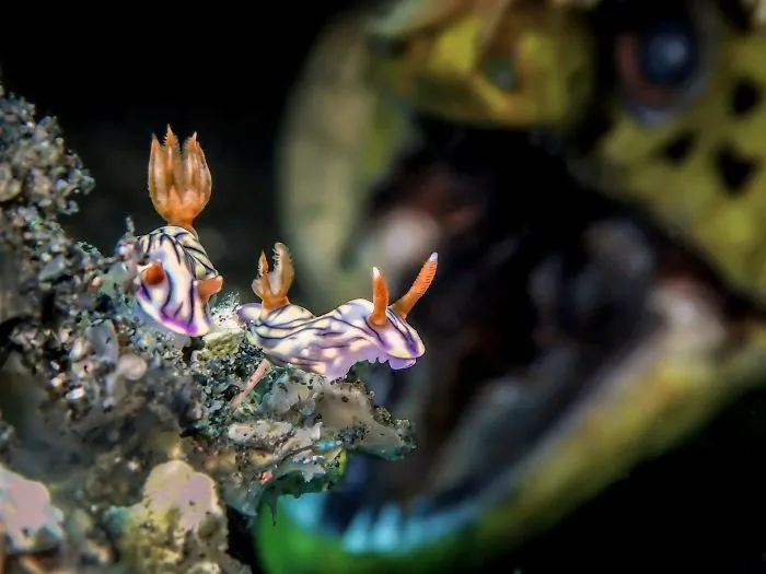Up & Coming Underwater Photographer Of The Year. "Roar" By Man Bd, Malaysia