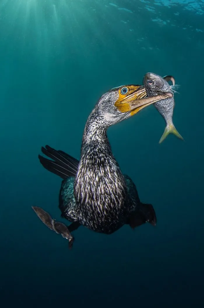 Behaviour Category: "The Fisherman" By Filippo Borghi, Italy
