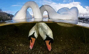 The Winners Of The 2018 Underwater Photographer Of The Year Contest Will Take Your Breath Away