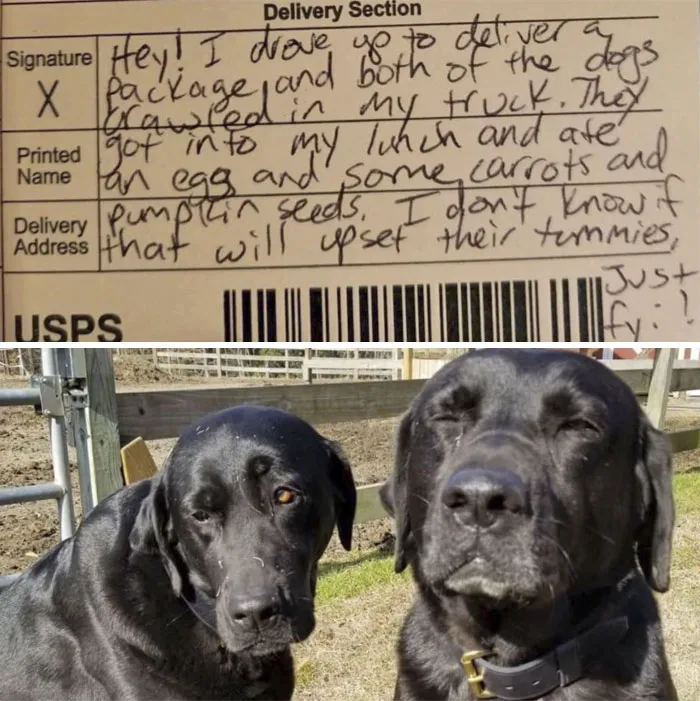 Two Naughty Boys Stole The Postman’s Lunch