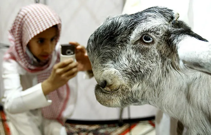 Damascus Goat: From The Cutest To The Ugliest