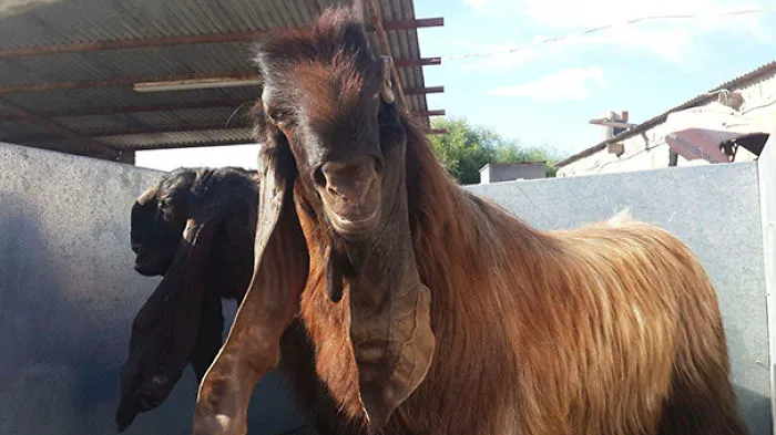 Damascus Goat: From The Cutest To The Ugliest