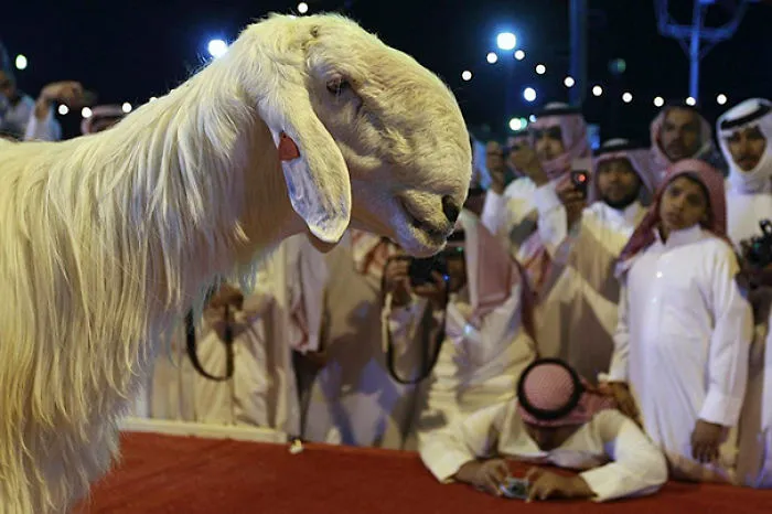 Damascus Goat: From The Cutest To The Ugliest