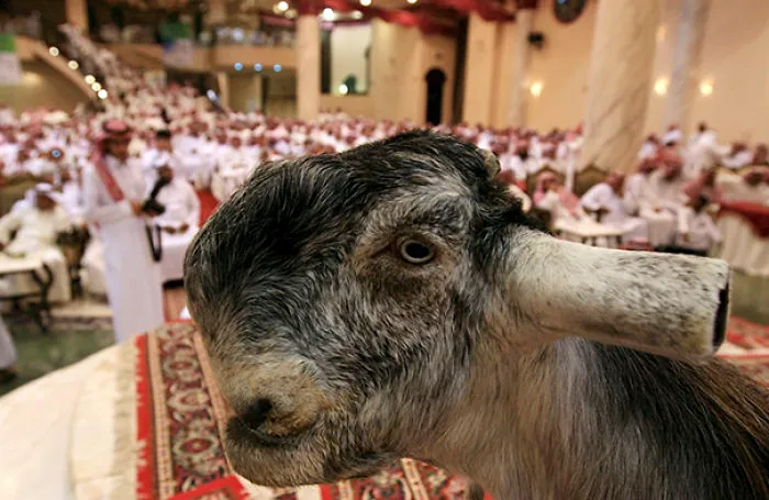 Damascus Goat: From The Cutest To The Ugliest