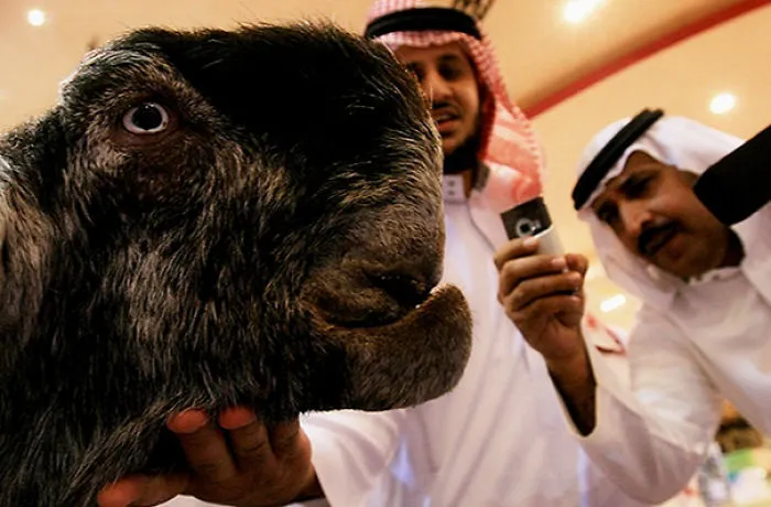 Damascus Goat: From The Cutest To The Ugliest