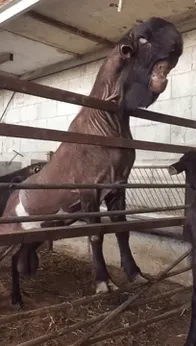 Damascus Goat: From The Cutest To The Ugliest